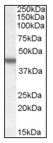 AP08800PU-N - Casein kinase I epsilon