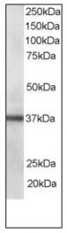 AP08805PU-N - PDLIM1