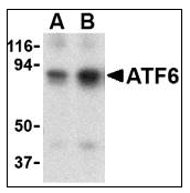 AP08807PU-N - ATF6 alpha