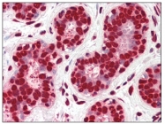 AP08814SU-N - Histone H2B