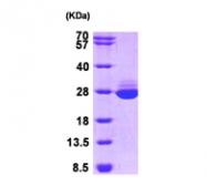 AR09326PU-L - GSTA1