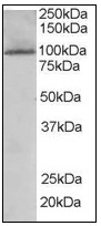AP08837PU-N - TAO kinase 3 (TAOK3)