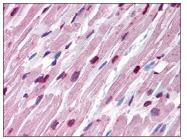 AM08323PU-N - alpha Tubulin / TUBA1B