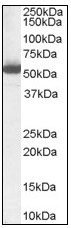 AP08840PU-N - ALDH1