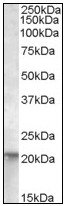 AP08843PU-N - NRAS