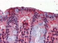 AP08854PU-N - GAPDH
