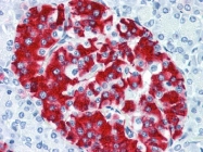 AP08860PU-N - Insulin
