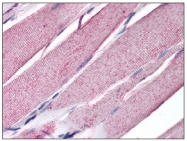 AM08353PU-N - Myogenin