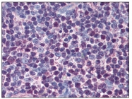 AM08377PU-N - Caspase-3