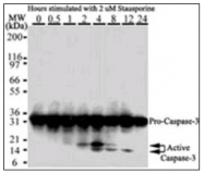 AM08377PU-N - Caspase-3
