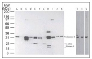 AM08377PU-N - Caspase-3