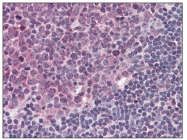 AM08389AF-N - CD284 / TLR4