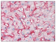 AM08399PU-N - GLUT2 / SLC2A2