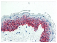 AM08402PU-N - Cytokeratin 14