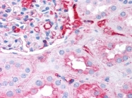 AP09026PU-N - Fibrinogen
