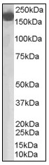 AP08882PU-N - Complement factor H (CFH)