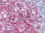 AP08997PU-N - PAG1 / Csk-binding protein