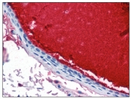 AM08418PU-N - Lactotransferrin