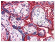 AM08281PU-N - Alkaline phosphatase / PLAP / ALPP