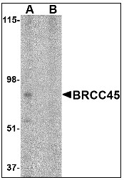 AP08928PU-N - BRE / BRCC45