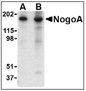 AP08934PU-N - Reticulon-4 / RTN4