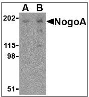 AP08935PU-N - Reticulon-4 / RTN4
