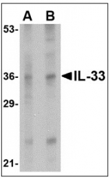 AP08936PU-N - Interleukin-33 (IL33)