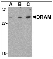 AP08947PU-N - DRAM1