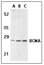 AP08949PU-N - CD269 / BCMA