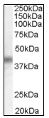 AP08951PU-N - DUSP1 / MKP1