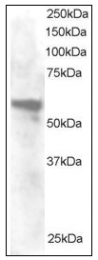 AP08953PU-N - Annexin A11 / ANXA11