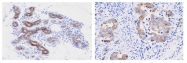 AM09068PU-N - Cyclophilin F