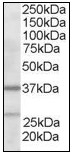 AP08959PU-N - ARPC1B / ARC41