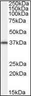AP08887PU-N - AIP / XAP2