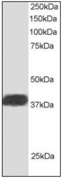 AP08963PU-N - NIF3L1