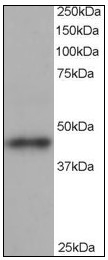 AP08968PU-N - Centractin beta