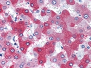 AP08969PU-N - 58K Golgi Protein
