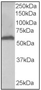 AP08969PU-N - 58K Golgi Protein