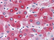 AP08970PU-N - 58K Golgi Protein