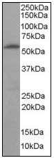 AP08970PU-N - 58K Golgi Protein