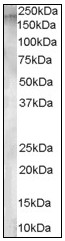 AP08973PU-N - CD249 / Glutamyl aminopeptidase
