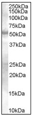 AP08913PU-N - SMAD9