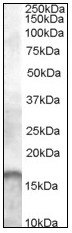 AP08912PU-N - AIF1