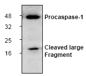 AP00006PU-N - Caspase-1