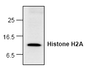 AP00281PU-N - Histone H2A