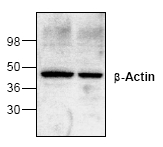 AP00310PU-N - Actin beta / ACTB
