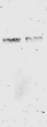 AM08430PU-N - GST-Tag
