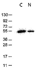 AM08434PU-S - DYKDDDDK Epitope Tag