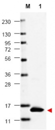 AP09189PU-N - GM-CSF