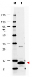 AP09196PU-N - GM-CSF
